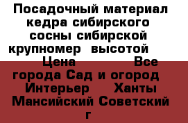 Посадочный материал кедра сибирского (сосны сибирской) крупномер, высотой 3-3.5  › Цена ­ 19 800 - Все города Сад и огород » Интерьер   . Ханты-Мансийский,Советский г.